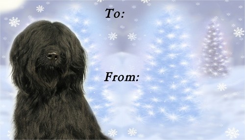 Briard black dog - dog, christmas