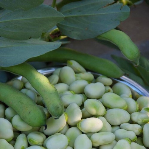 Broad bean aquadulce autumn - bean,