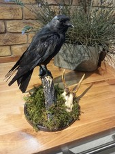 Taxidermy mounted On Branch