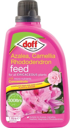 Doff azalea camellia - doff,