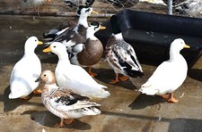 Call Duck Hatching Eggs buying