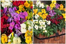 12 X Very Healthy "Sugar Rush" Mixed WallFlower Mini Plug Plants