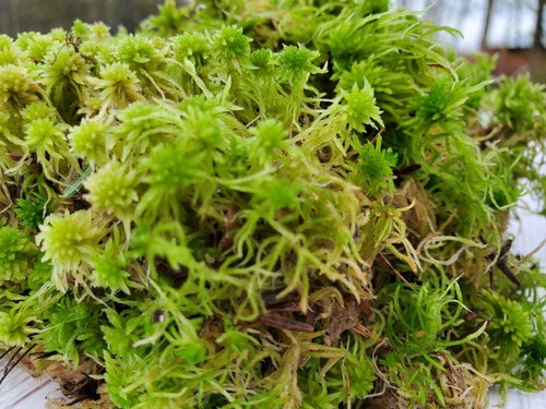 Fresh live sphagnum for - sphagnum,