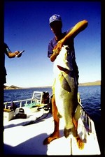  Old Found 35mm Slide Colour Transparency Man Holds Big Fish on Boat Fishing Int