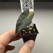 Alocasia nobilis aurea - nobilis,