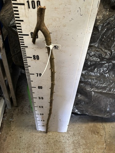 Blackthorn walking stick - blackthorn,