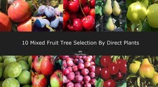 10 Mixed Large Fruit Trees