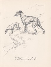 1936 SCOTTISH DEERHOUND DOG Print - Antique Dog Print - Dog Gift - 11 x 8.4 Inch