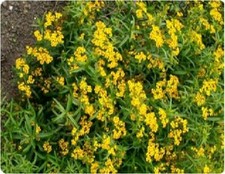 Herb - Mexican Tarragon Mint -