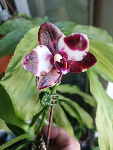 Phalaenopsis mituo reflex - reflex, dd
