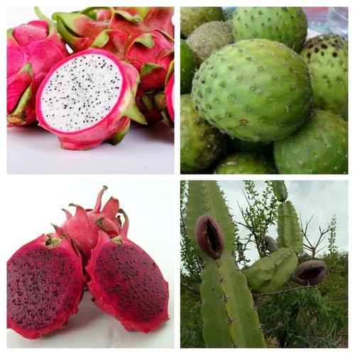 Fruit bearing cacti 4 - bearing,