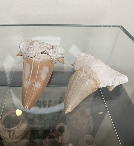 Pair large fossil - of,