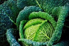 SAVOY CABBAGE VERTUS 2 - 2.5