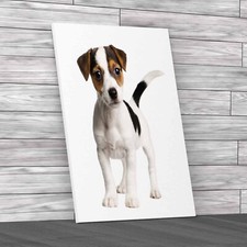 Adorable 8weekold Jack Russell