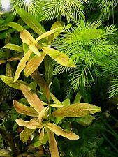Dwarf Sagittaria, Vallisneria, Guppy grass - Live Plants. CHEMICAL FREE.
