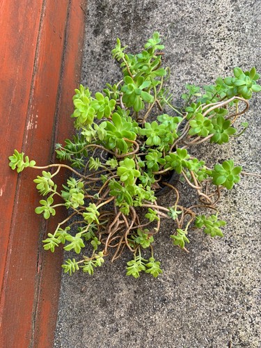 Mexican sedum kimnachii - sedum,