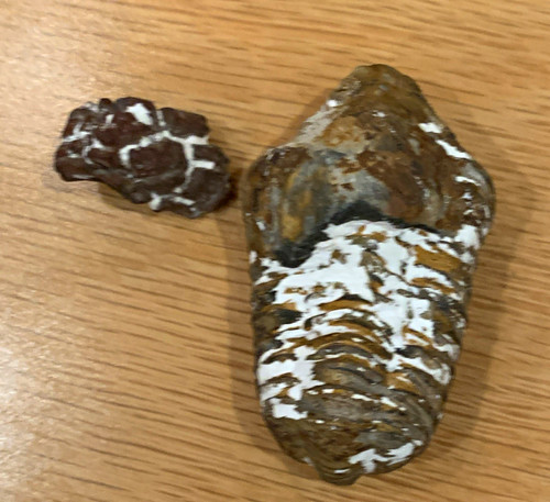 Natural unpolished fossil - natural,