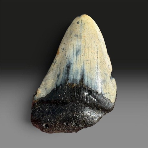 Large megalodon shark tooth - megalodon,