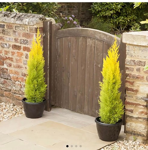 Cupressus macrocarpa goldcrest - cupressus,