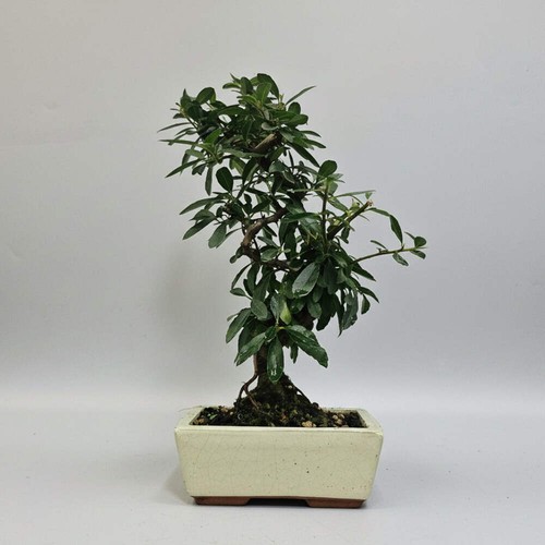 Firethorn bonsai - firethorn, (pyracantha)