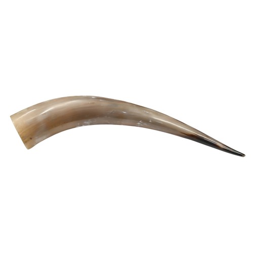 Large ankole cattle horn - cattle,