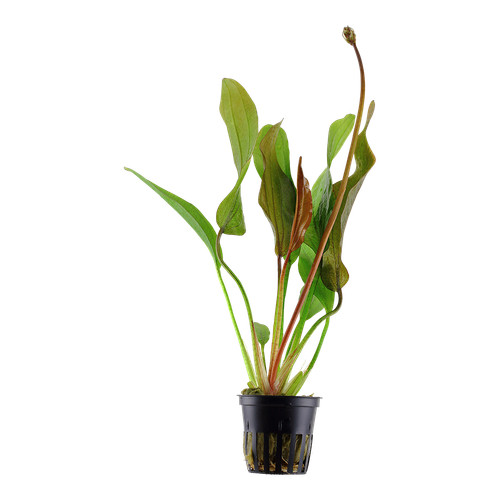 Echinodorus red diamond - red,