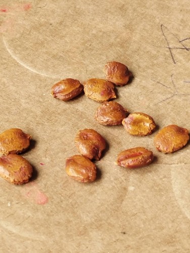 5xpearl bitter gourd seeds - 5xpearl,