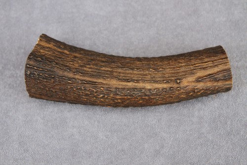Real red deer - real, antler