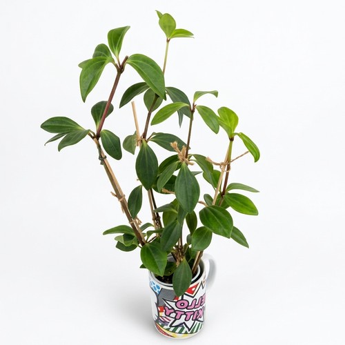 Live peperomia pereskiifolia - peperomia,