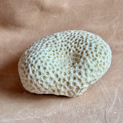 Brain coral specimen from - coral,