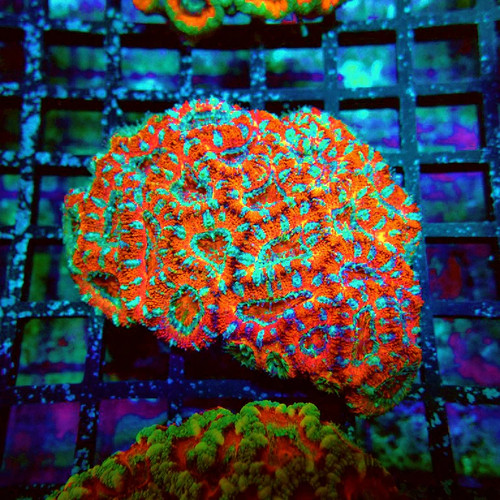 Wysiwyg acan lord coral - -,