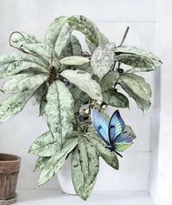 Hoya Mitrata Buntok Silver