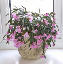 Hatiora Rosea miniature easter cactus cuttings unusual dwarf houseplant