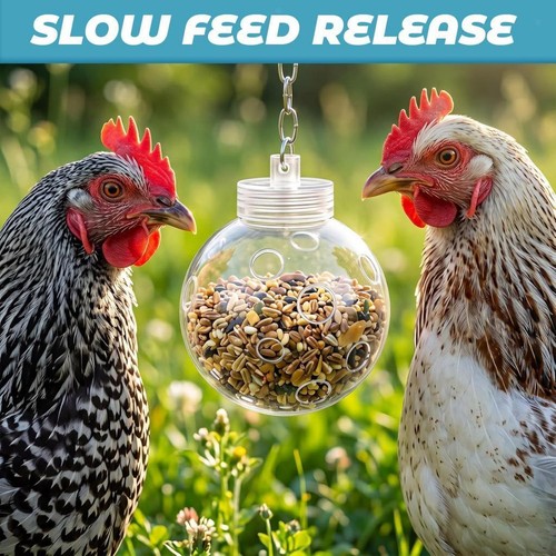 Chicken foraging treat ball - foraging,