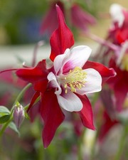 Aquilegia Crimson Star HP, Sow Feb-Oct, Lovely Crimsom Hardy Perennial, 30 Seeds