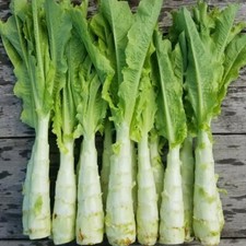 5x Celtuce - Stem Lettuce Plug