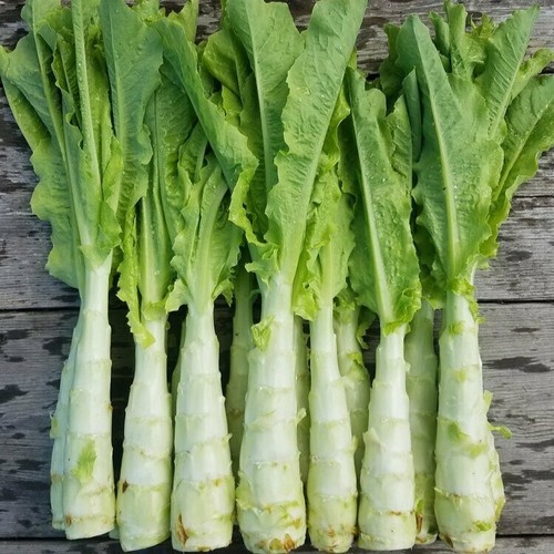 Celtuce stem lettuce plug - -,