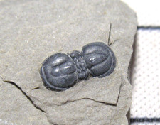 Cambrian Itagnostus Peronopsis