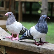 Artificial Feather Gray Pigeon