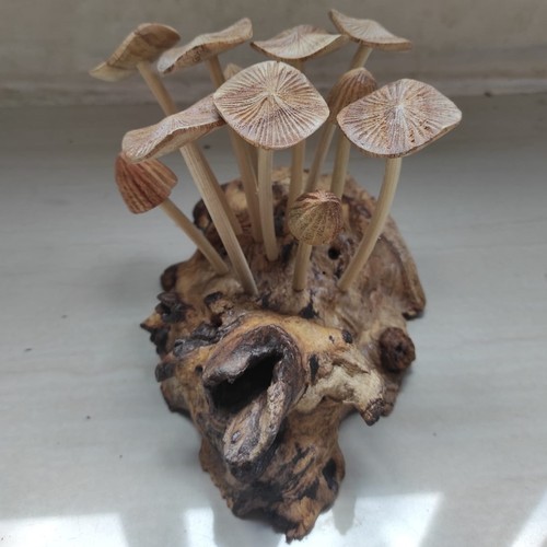 Varied mushrooms on teak - 10-11,