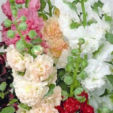 Hollyhocks Double Mixed – A
