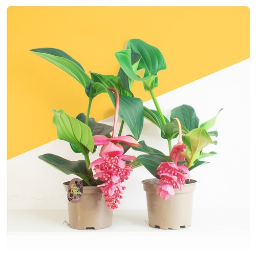 Large medinilla magnifica rose - large,