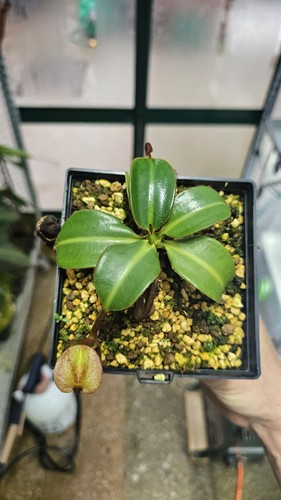Nepenthes macrophylla - nepenthes,