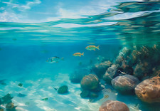 Vibrant Marine Life Wall Art