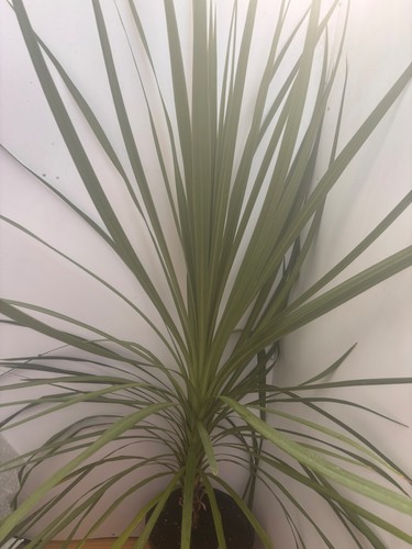 Cordyline australis cabbage - cordyline,