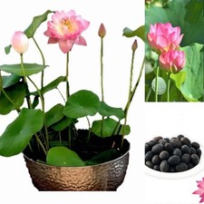 Indoor Indian Lotus Plant 6 Seeds Pack