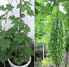 Kerela Bitter Gourd Melon