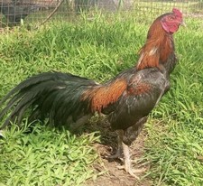 Pakistan asil aseel eggs 2 - pakistan,