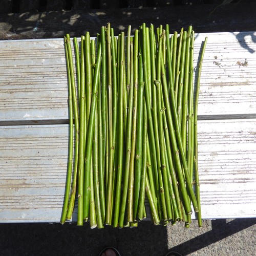30cm unrooted various - 30cm,