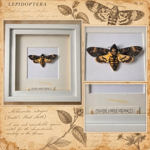 Framed death head hawk - framed, moth